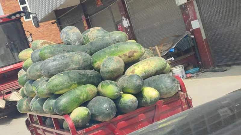 清远某大型农产品市场中正在装车发货的黑皮冬瓜场景 清远黑皮冬瓜批发市场交易现场