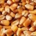 干玉米14个点以下，安你们的要求来，风干玉米，