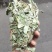 金钱草