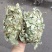 金钱草