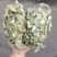 金钱草