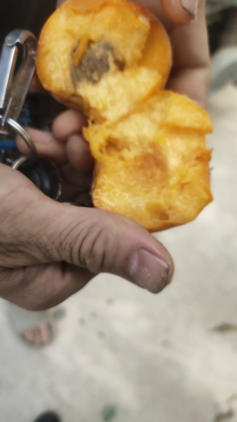 精品黄桃砀山桃子价格低品质好规格齐全欢迎咨询