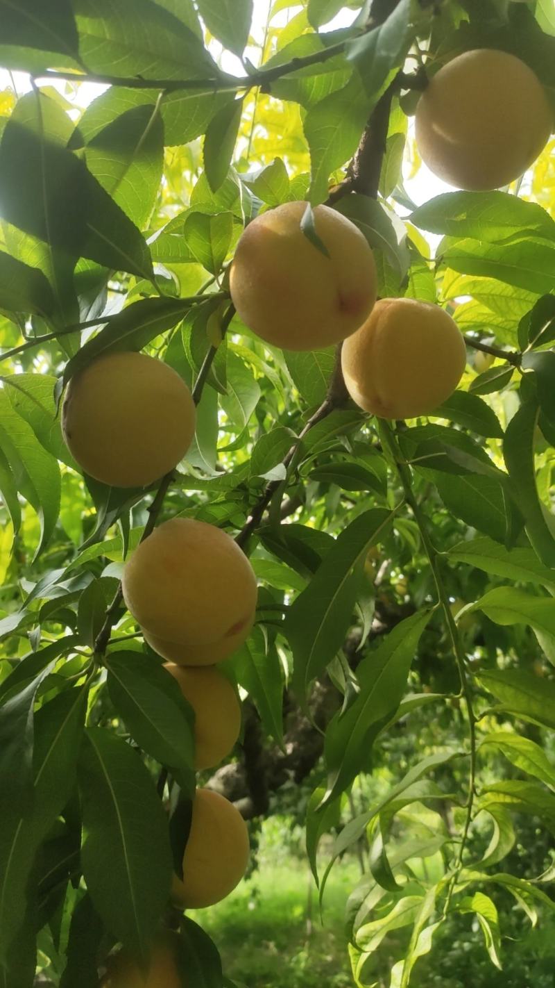 精品黄桃砀山桃子价格低品质好规格齐全欢迎咨询