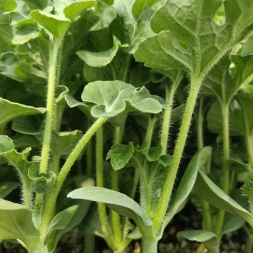 2K西瓜苗直杆苗嫁接苗大量供应/易成活可免费种植技术指导