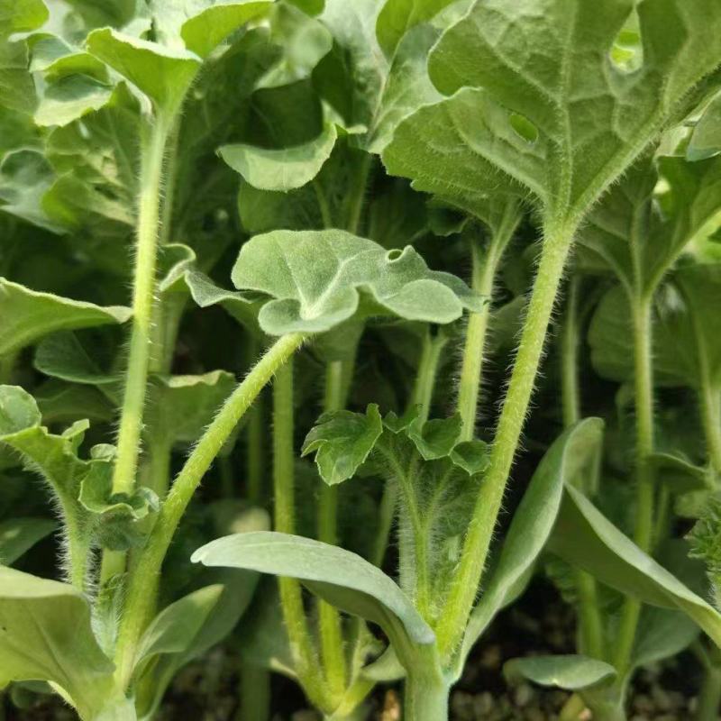 2K西瓜苗直杆苗嫁接苗大量供应/易成活可免费种植技术指导