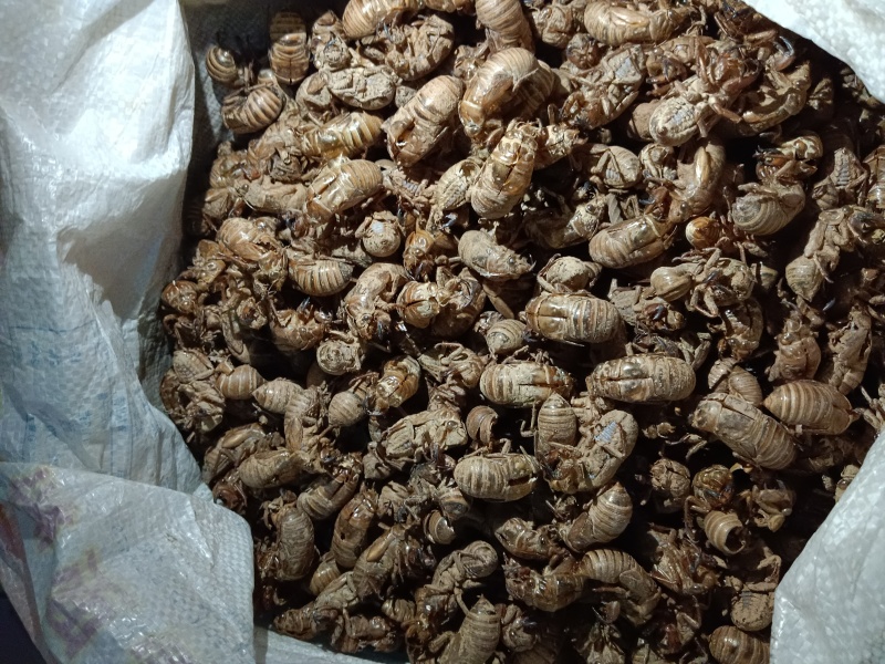 新鲜蝉蜕量大从优随时有货欢迎电话洽谈