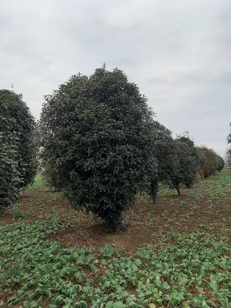 桂花树