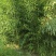 【推荐】斑竹产地直发专业种植品质保障欢迎致电合作