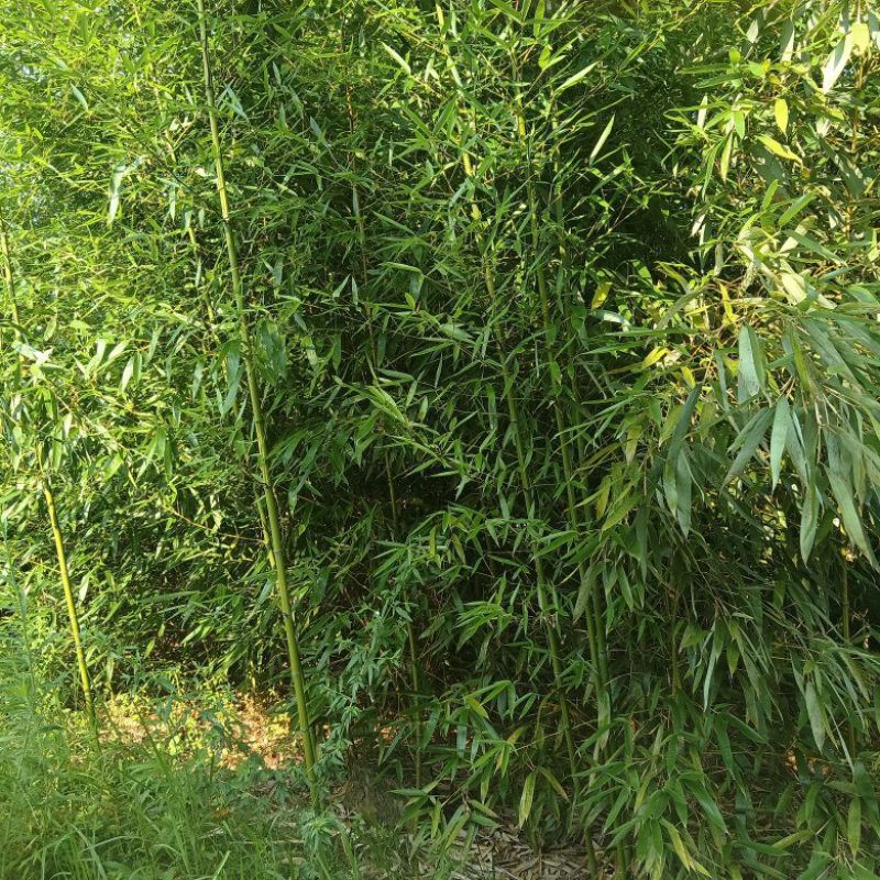 【推荐】斑竹产地直发专业种植品质保障欢迎致电合作