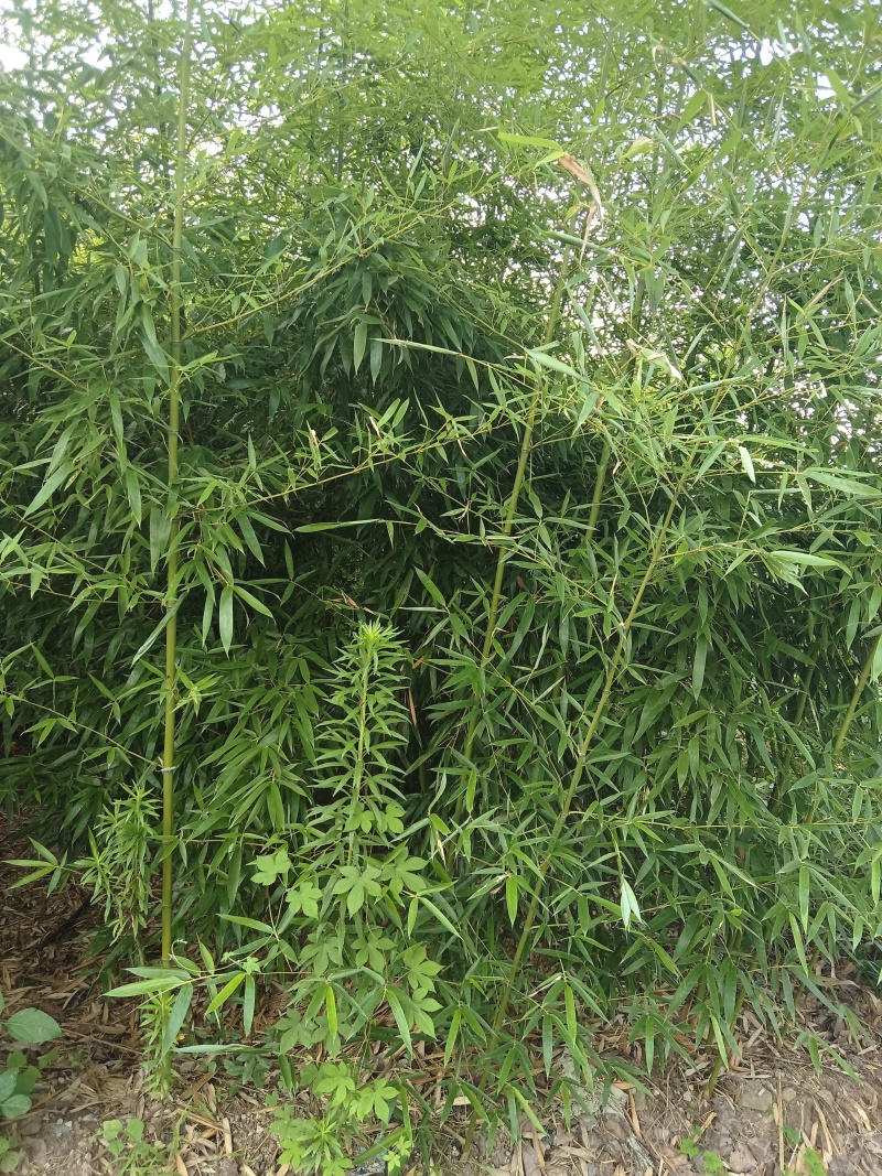 【推荐】斑竹产地直发专业种植品质保障欢迎致电合作