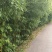 【推荐】斑竹产地直发专业种植品质保障欢迎致电合作