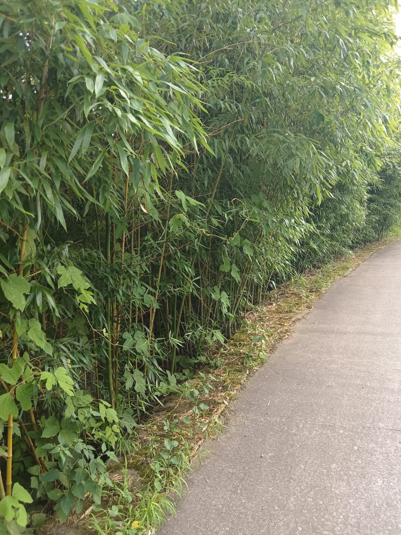 【推荐】斑竹产地直发专业种植品质保障欢迎致电合作