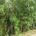 【推荐】斑竹产地直发专业种植品质保障欢迎致电合作