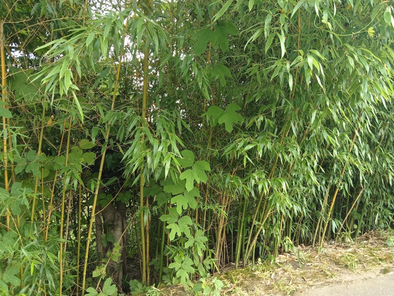 【推荐】斑竹产地直发专业种植品质保障欢迎致电合作