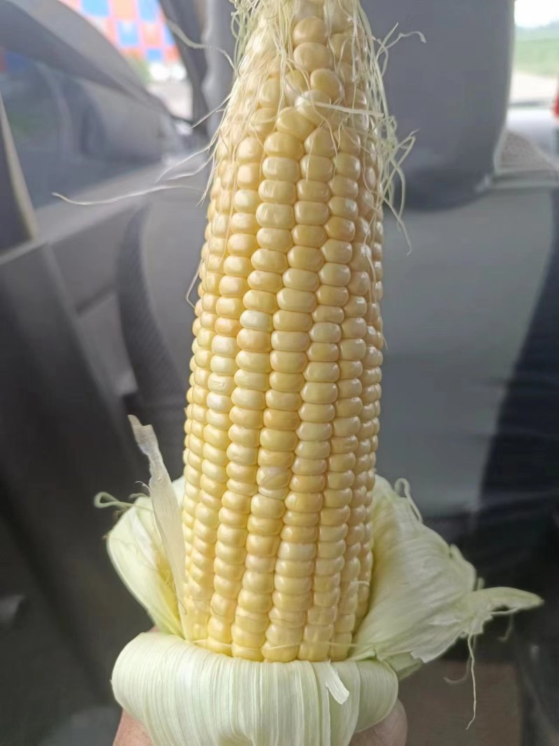 【推荐】精品水果玉米597～782～甜玉23欢迎选购！