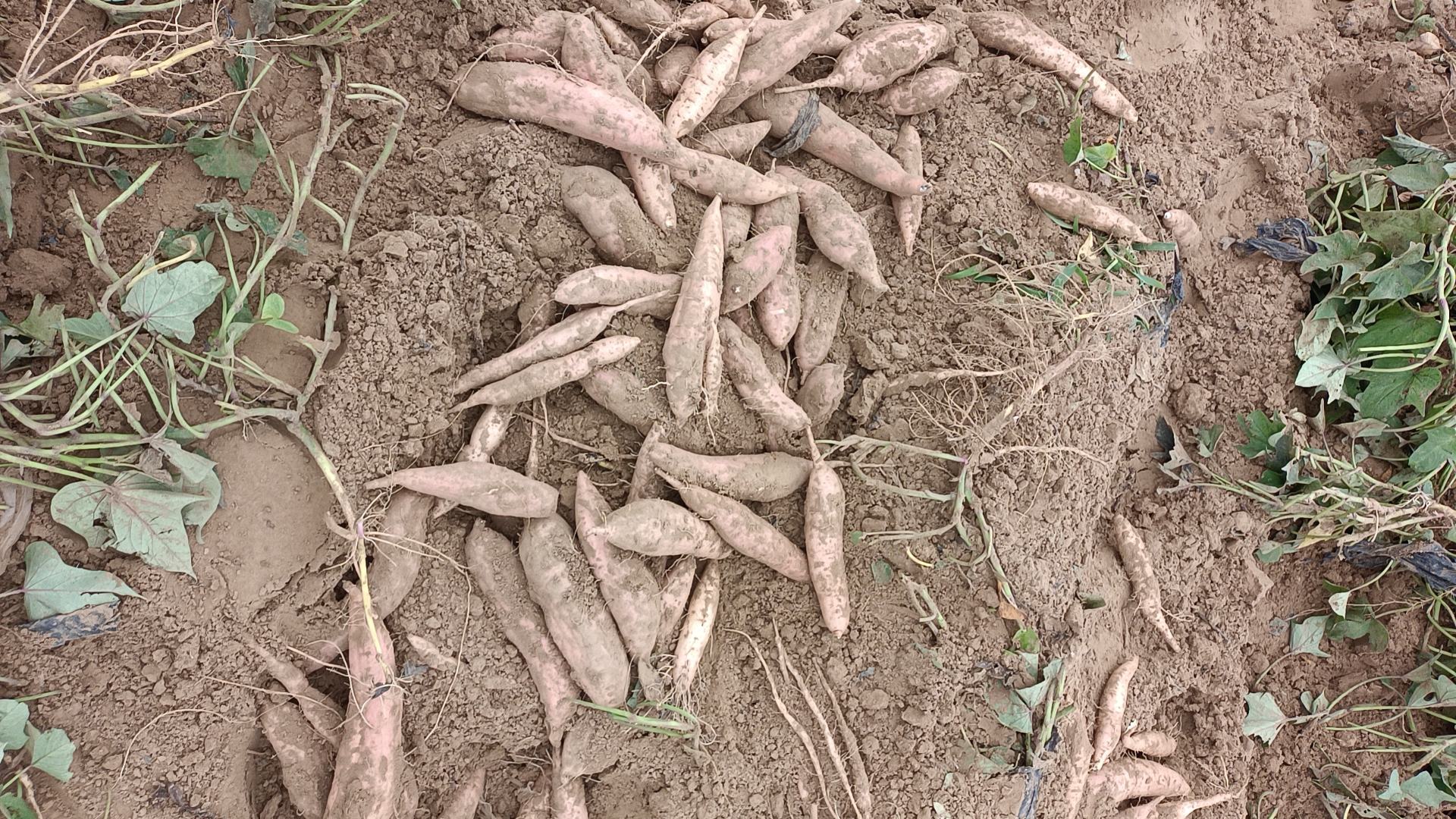 珍珠红西瓜营养成分分析图