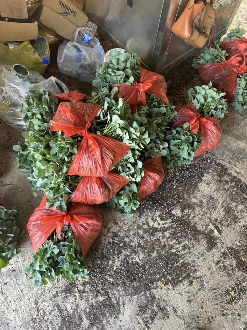【优选商家】云南西兰花苗品质保证诚信经营欢迎选购