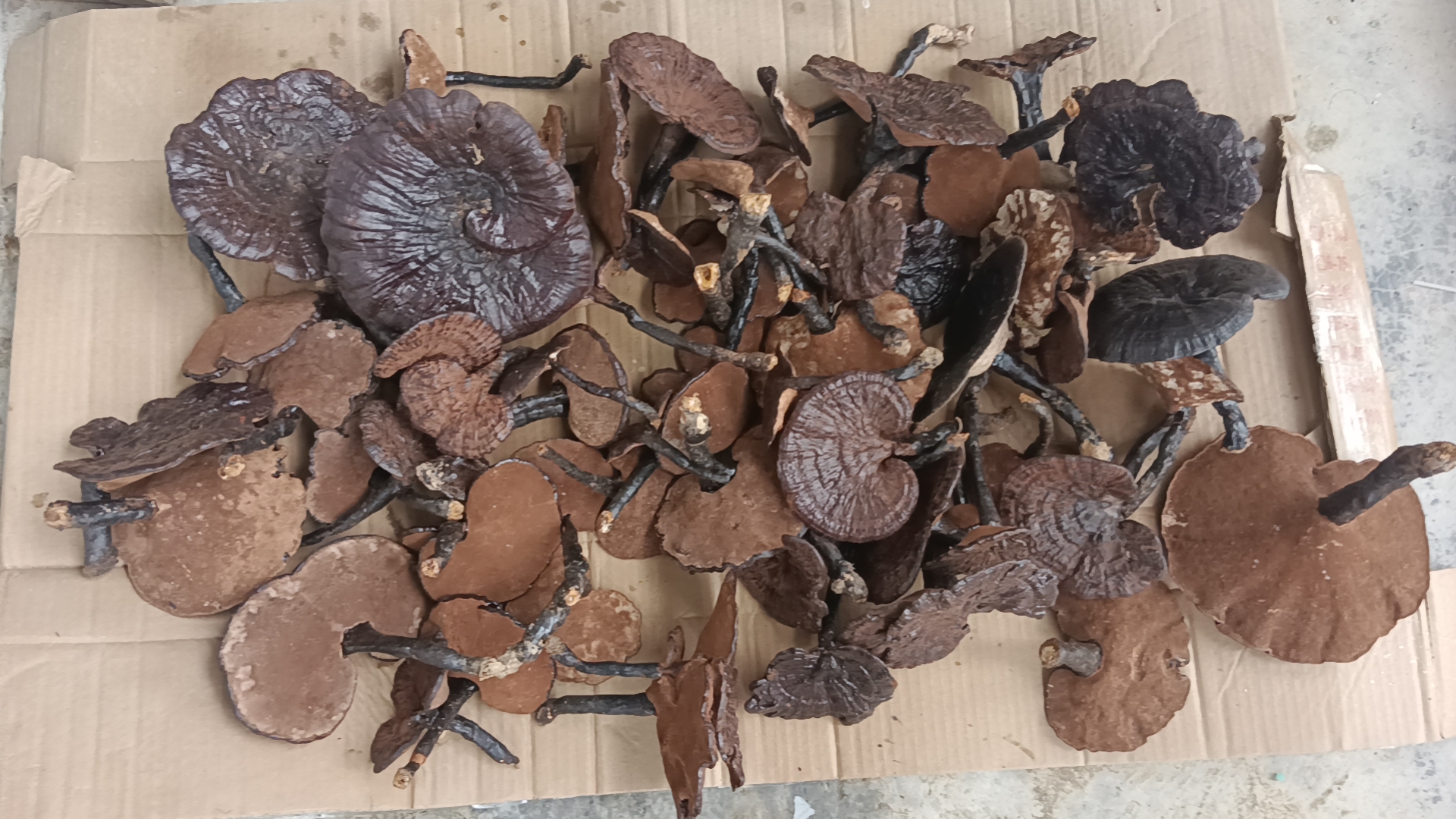 黑灵芝片日常食用方法