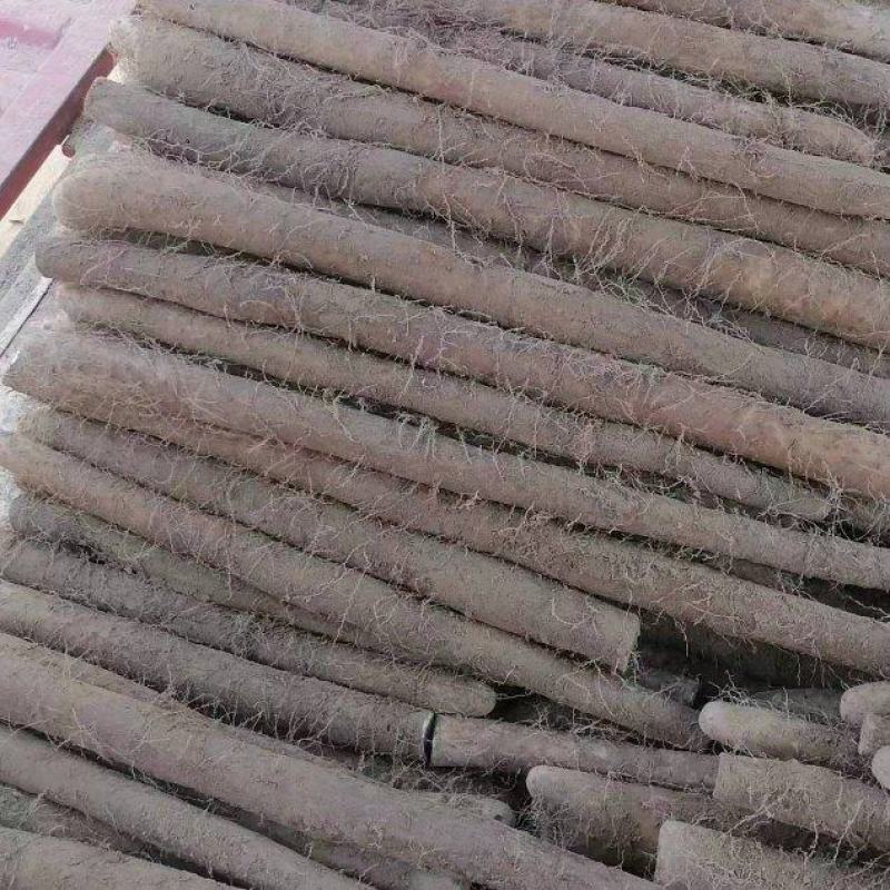 白玉山药冷库货大量供货中需要的客商联系我吧！