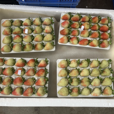 云南四季草莓，产自云南高原，酸甜可口，色泽鲜艳