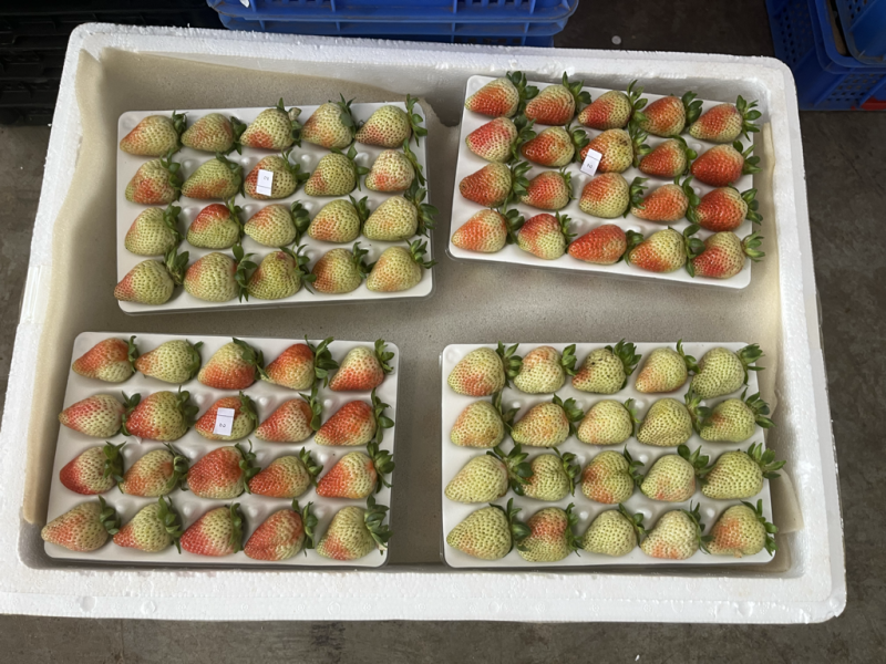 云南四季草莓，产自云南高原，酸甜可口，色泽鲜艳
