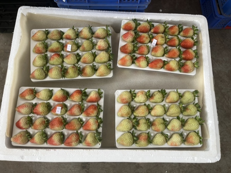 云南四季草莓，产自云南高原，酸甜可口，色泽鲜艳