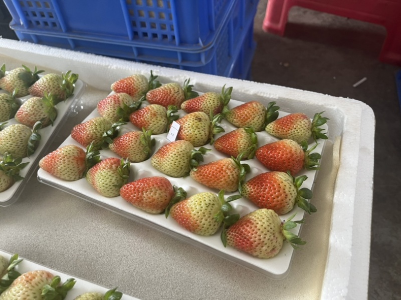 云南四季草莓，产自云南高原，酸甜可口，色泽鲜艳