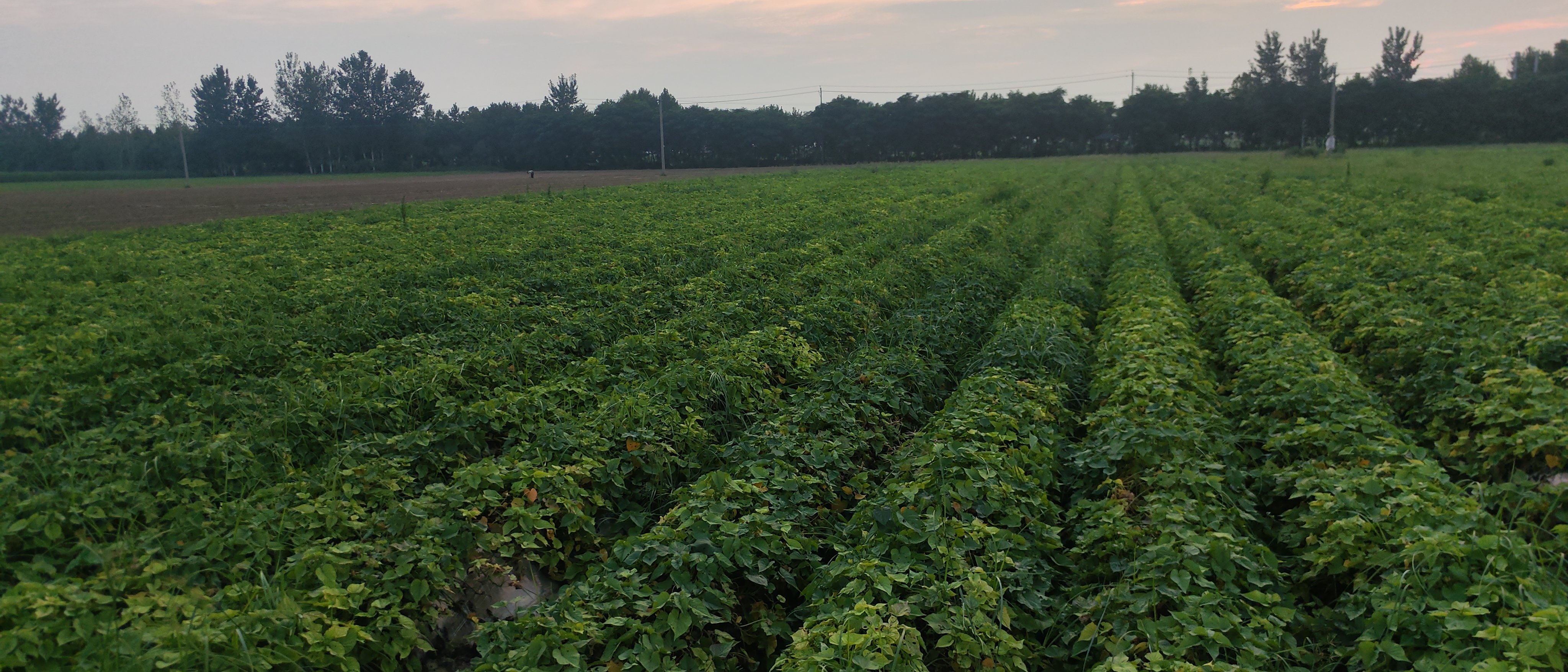 红薯不同地区种植分布图