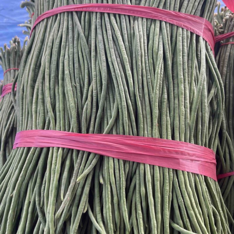 东北优质长豆角豇豆大量供应，保证质量，代发全国。