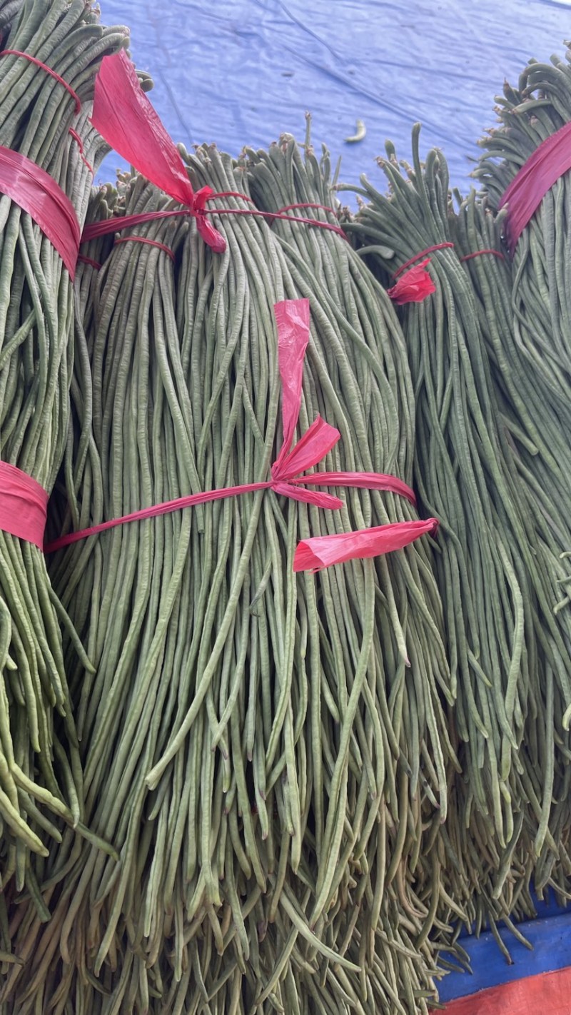 东北优质长豆角豇豆大量供应，保证质量，代发全国。