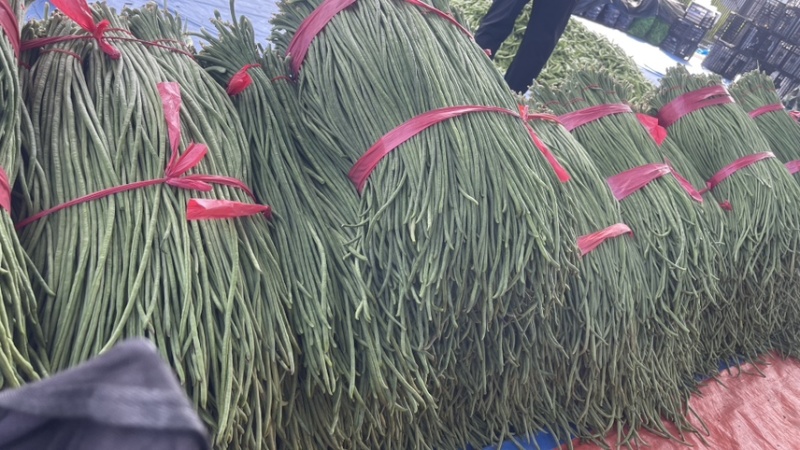 东北优质长豆角豇豆大量供应，保证质量，代发全国。