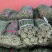 东北优质长豆角豇豆大量供应，保证质量，代发全国。