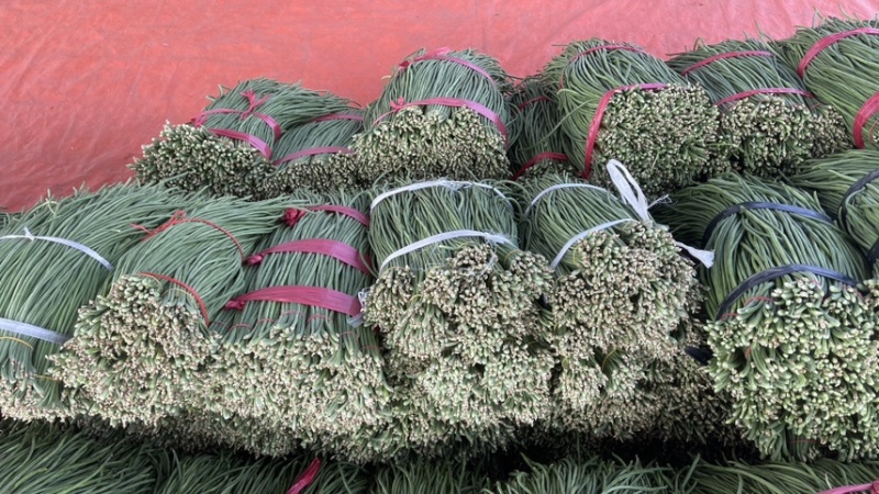 东北优质长豆角豇豆大量供应，保证质量，代发全国。