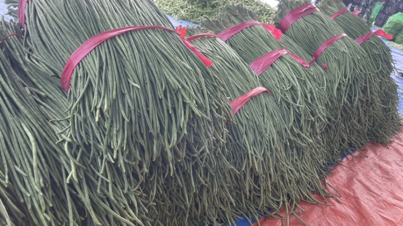 东北优质长豆角豇豆大量供应，保证质量，代发全国。