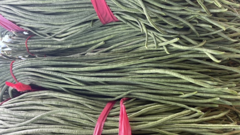 东北优质长豆角豇豆大量供应，保证质量，代发全国。