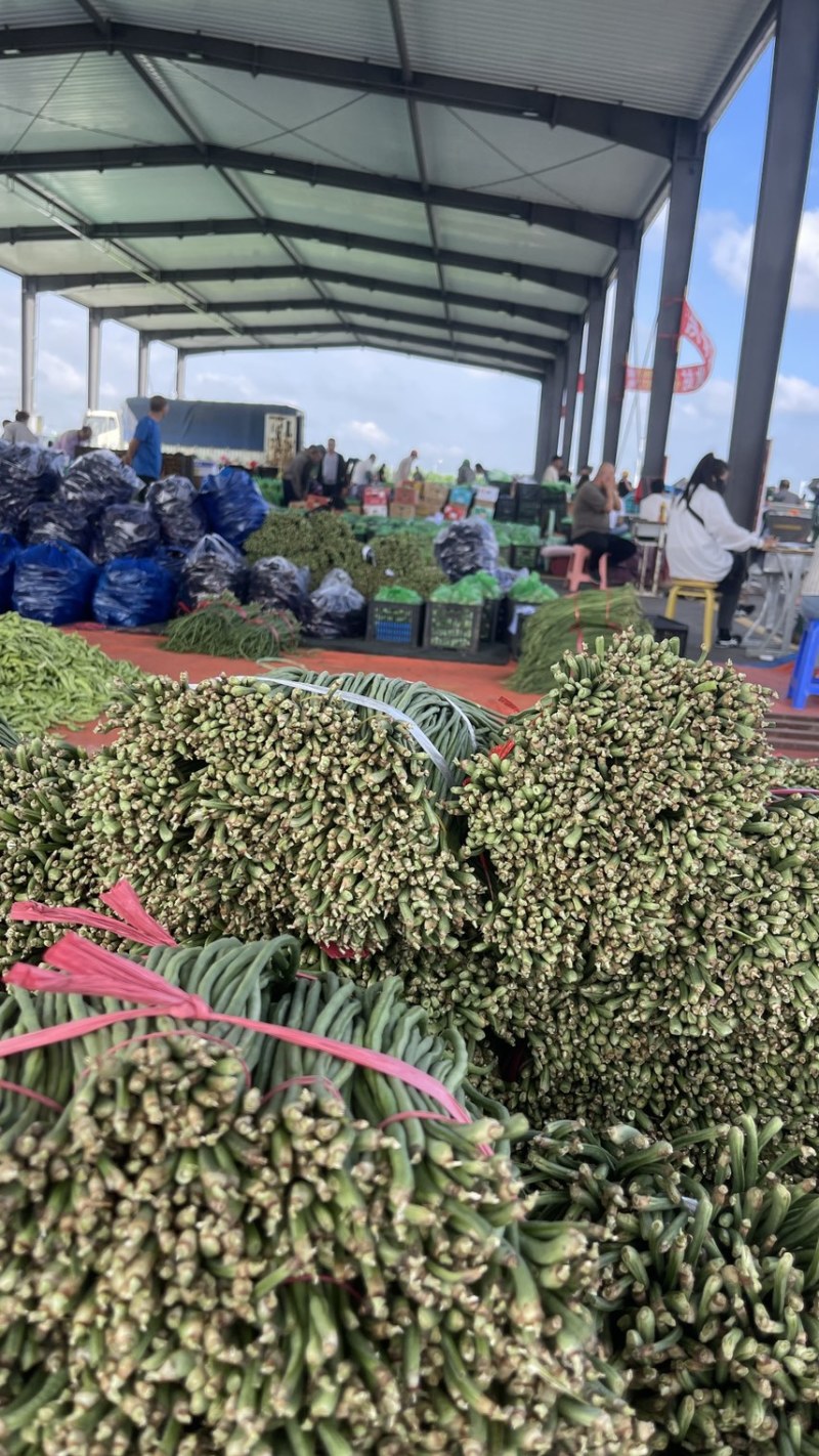 东北优质长豆角豇豆大量供应，保证质量，代发全国。