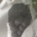 茶淀套袋玫瑰香葡萄