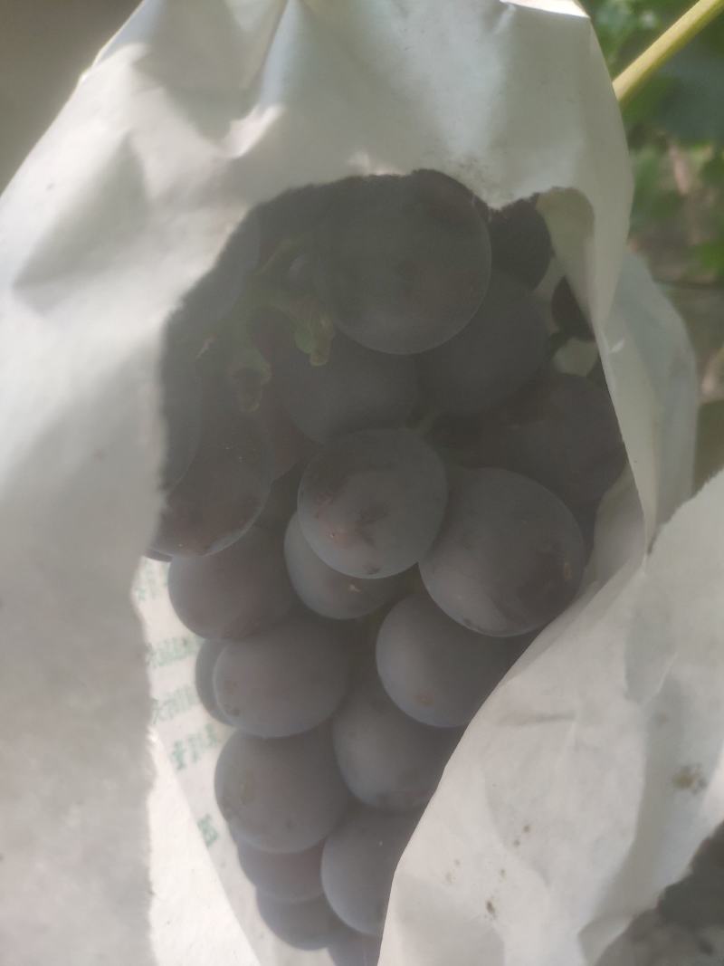 茶淀套袋玫瑰香葡萄