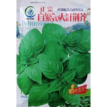 大叶荆芥种子香浓味美耐老化鲜嫩可口抗病