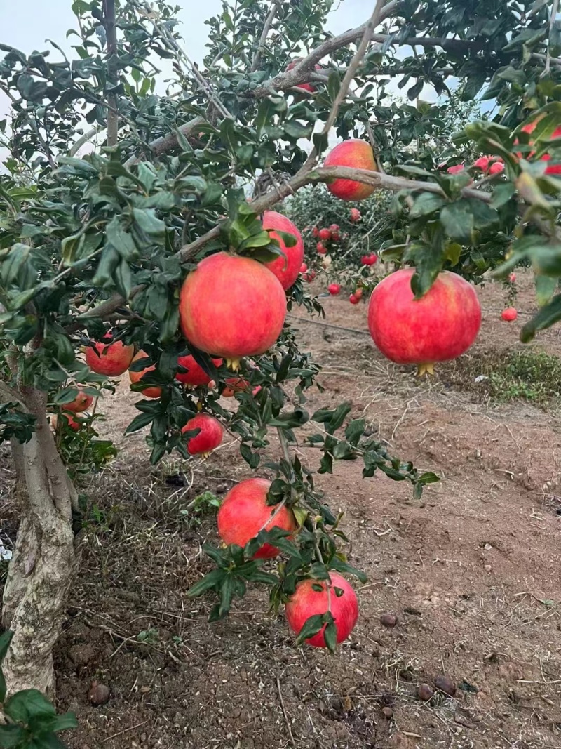 会理软籽石榴