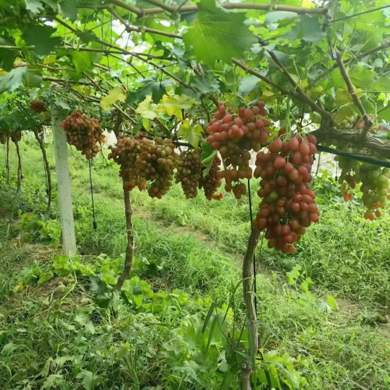 红玫瑰