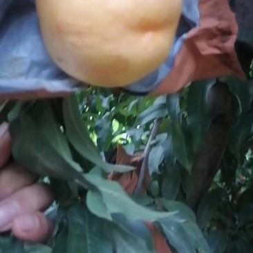中油八