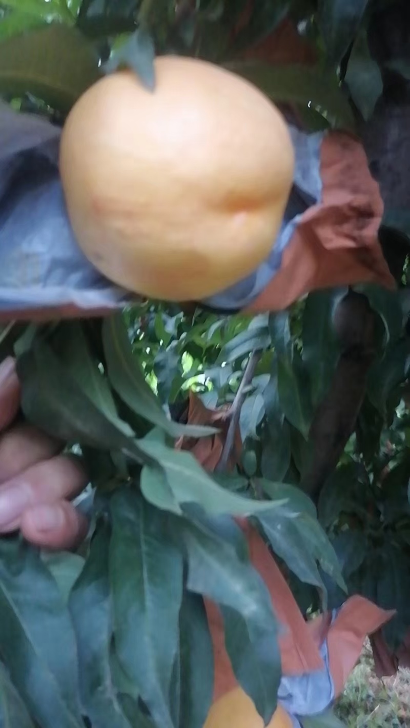 中油八