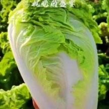 大量供应，夏阳白，白菜，走巿厂，入冷库，