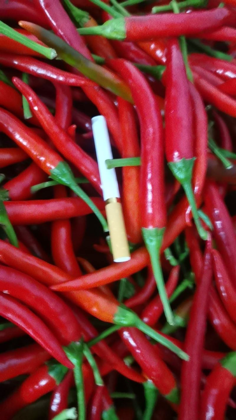 安阳鲜辣椒精品小米辣大量供应，产地直发货量充足，保质保量
