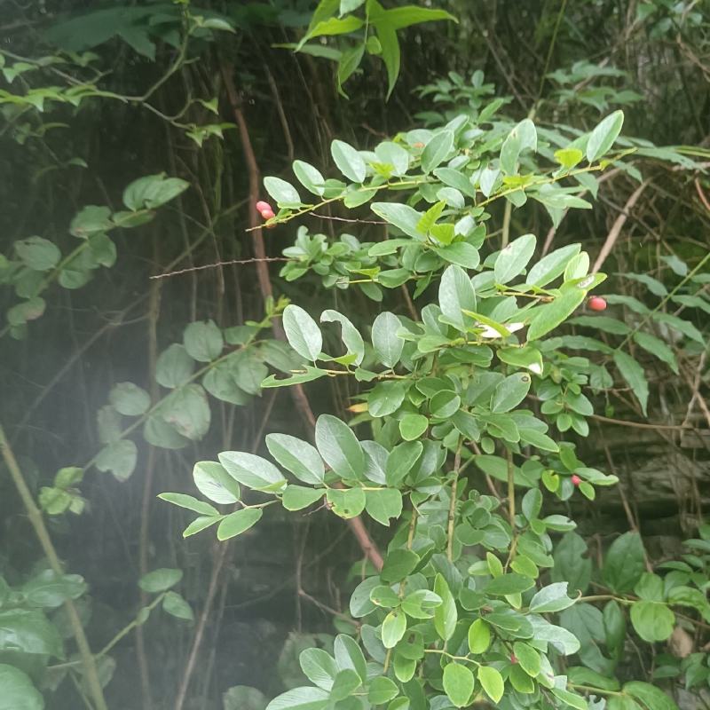 铁包金