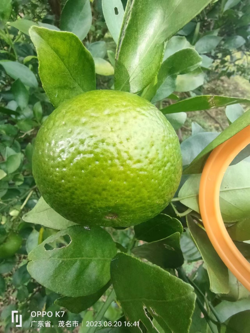 大量供应广东茂名电白皇帝柑一手货源现摘现发欢迎来聊