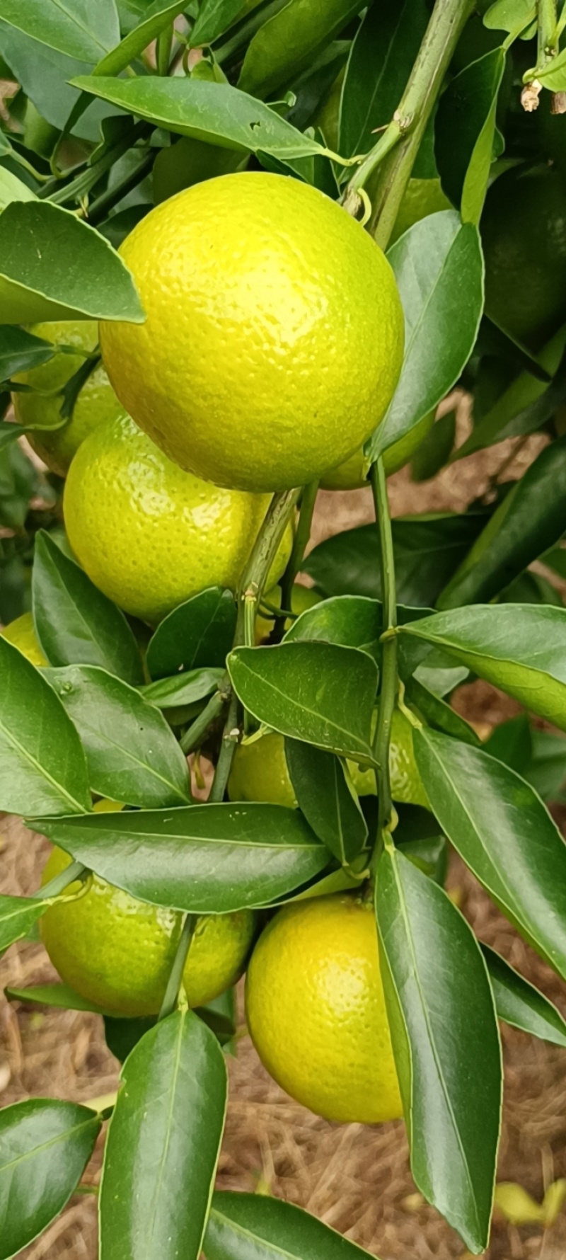 大量供应广东茂名电白皇帝柑一手货源现摘现发欢迎来聊