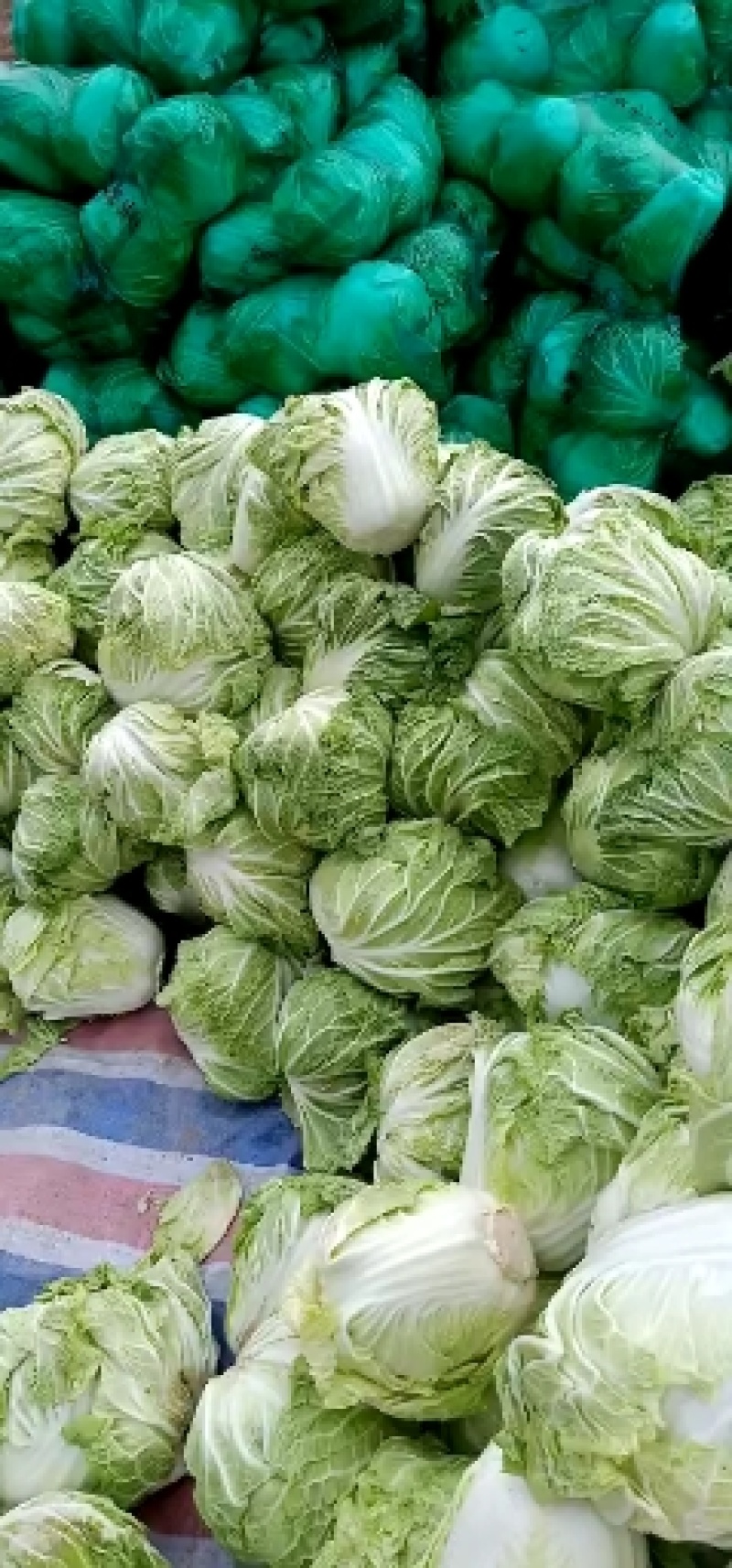 大量供应，夏阳白，白菜，走巿厂，入冷库，
