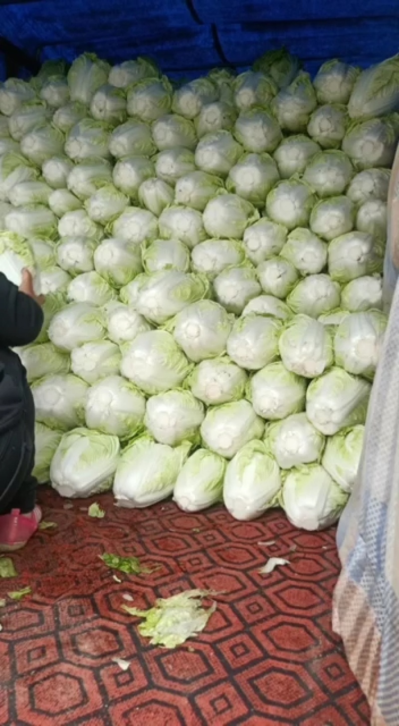 大量供应，夏阳白，白菜，走巿厂，入冷库，